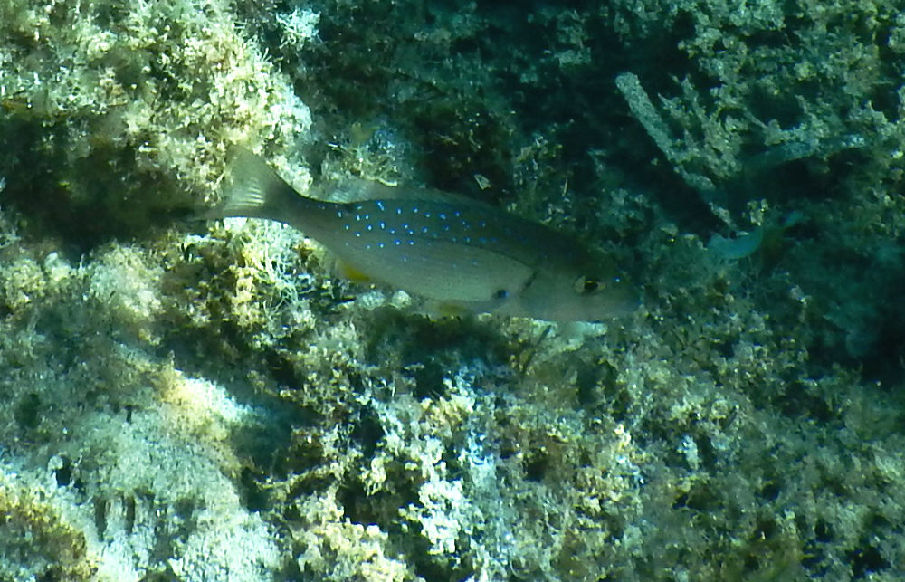 Giovane Dentex dentex dall''Asinara